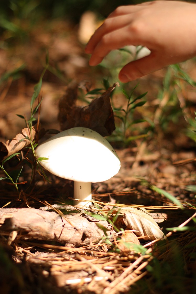 Non poisonous mushrooms