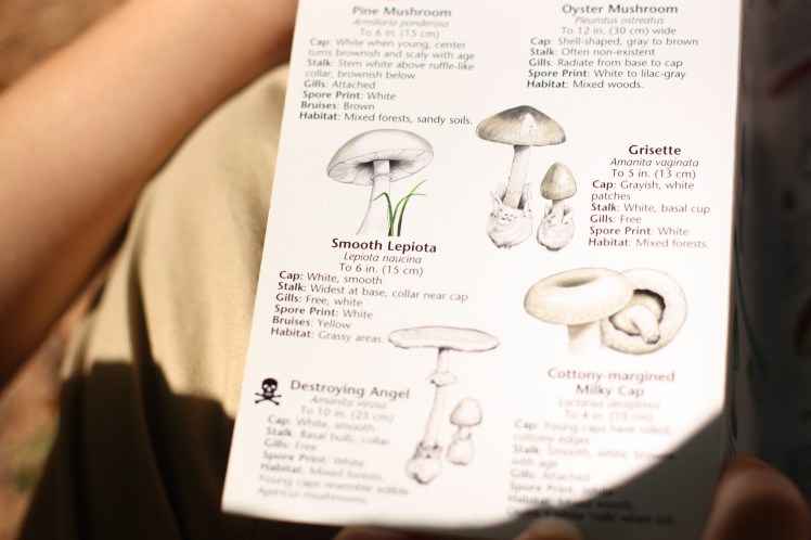 mushroom field guide