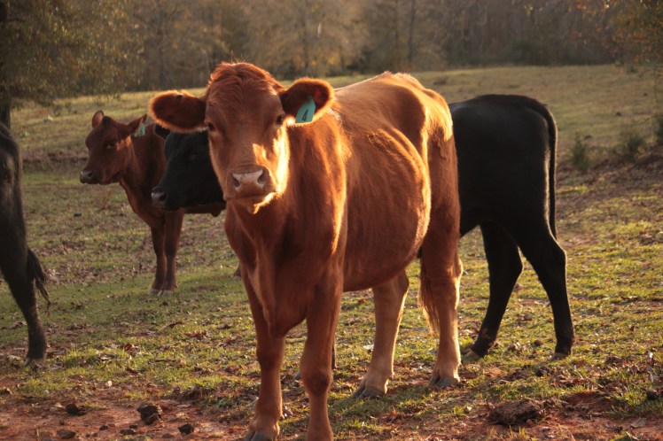 cows at the golden hour