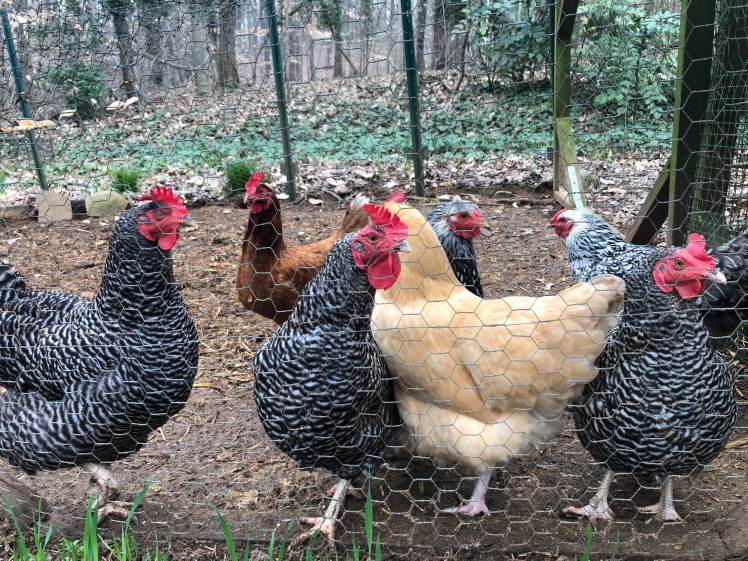 chickens in the coop